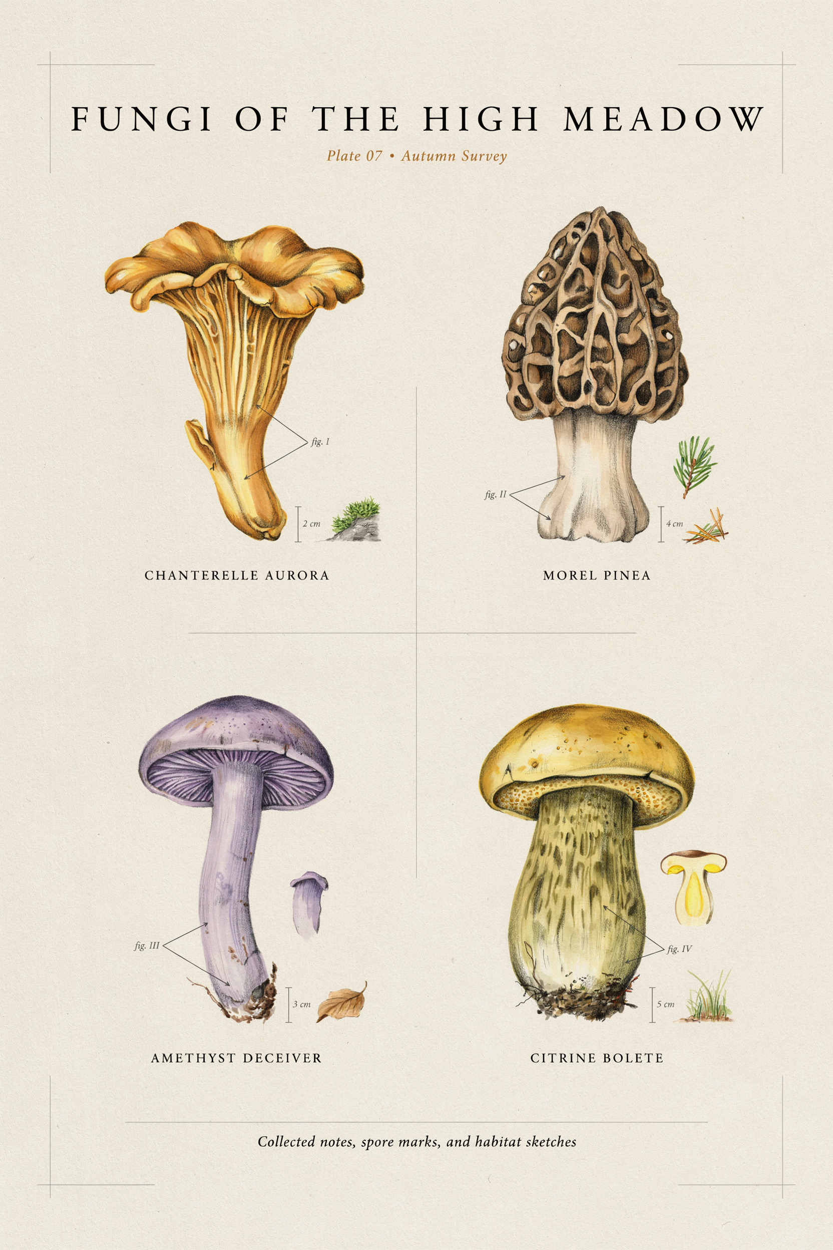 Mushroom Letterpress Field Guide